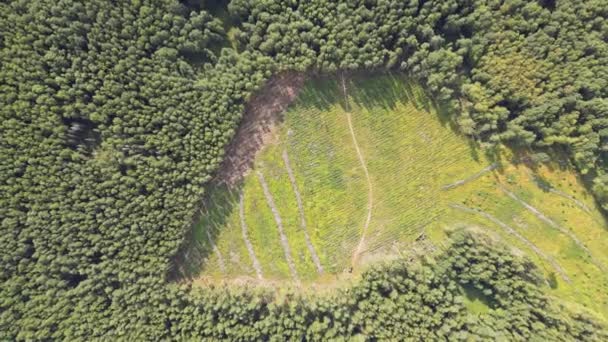 Vista Superior Deforestación Con Zoom Suave — Vídeo de stock