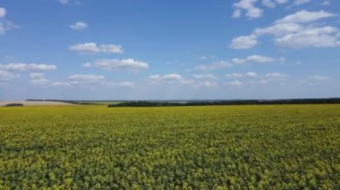 Güneşli bir yaz gününde bir ayçiçeği tarlasında uçarken.