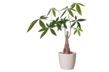 bir pot pachira aquatica çiçek