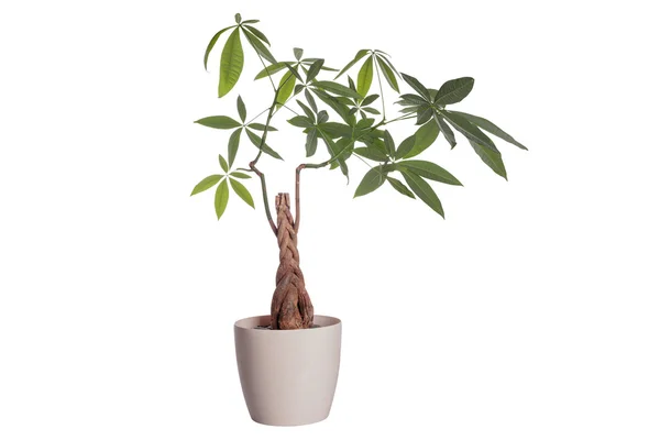 bir pot pachira aquatica çiçek