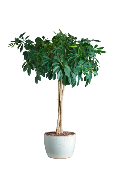 Schefflera — Stock Photo, Image