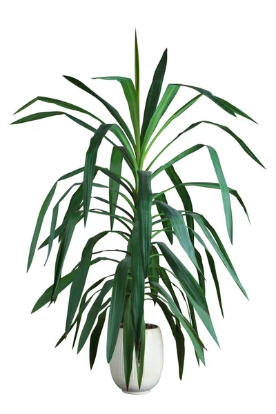 Yucca Immagine Stock