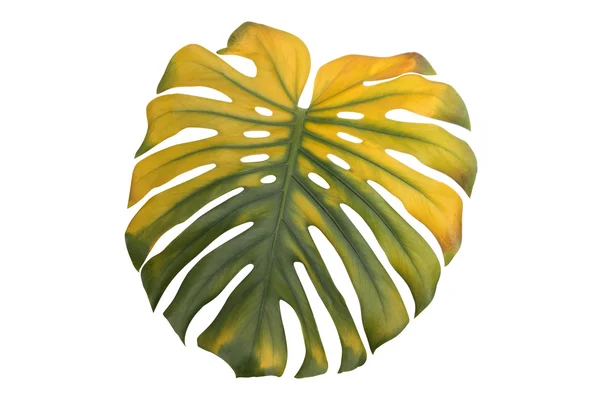 Liść monstera — Zdjęcie stockowe