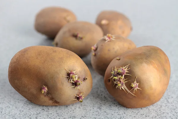 Groddade potatis — Stockfoto