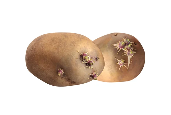 Gekiemde aardappelen — Stockfoto