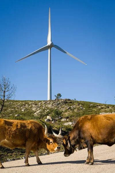 Wind turbines - Stock image — Stock Photo, Image