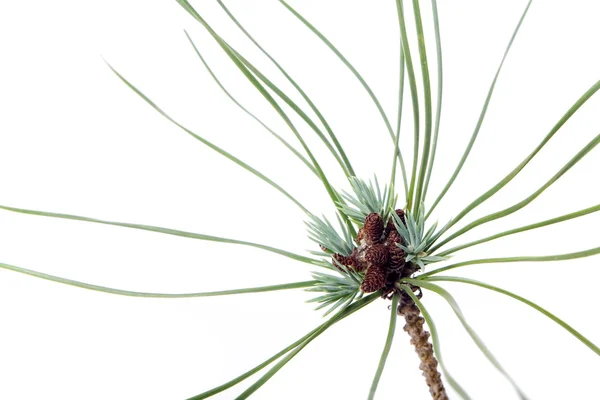 Isolated Pine Leaf - Stock Image — Stock Photo, Image