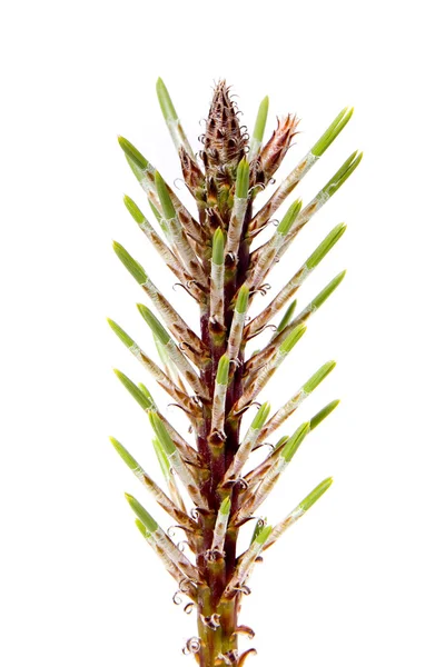 Isolated Pine Leaf - Stock Image — Stock Photo, Image