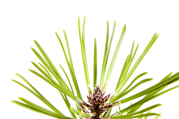 Isolated Pine Leaf - Stock Image — Stock Photo, Image