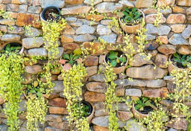 Kil bir tencerede dekoratif yeşil bitkiler, taş bir duvarın arka planına karşı dekoratif. Tayland. Phuket