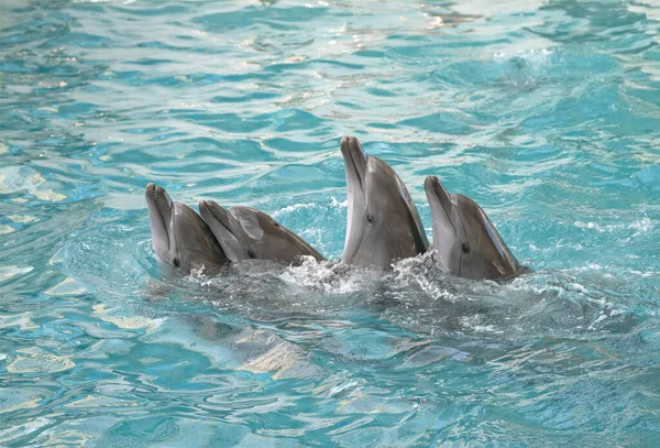 Dolphins Performance Bottlenose Dolphins Dolphinarium — Stock Photo, Image