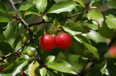Kiraz kiraz ağacında
