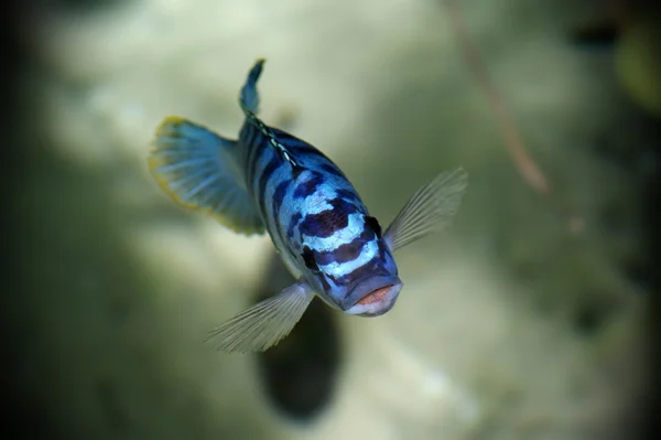 Blauer Fisch — Stockfoto