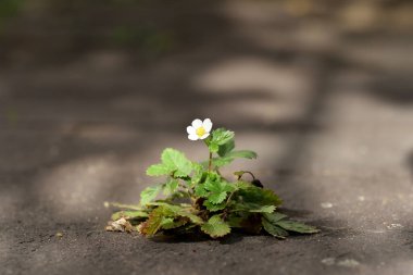 Çilek çalısı, kaldırım taşlarının ortasında yetişiyor..