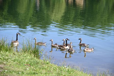 Sıcak bir yaz gününde Kanada kaz ve yavrusu gölde.