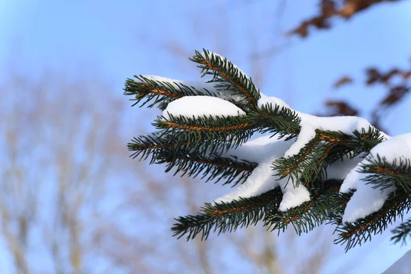 Wonderful View Conifer Tree Blizzard — Stock Photo, Image