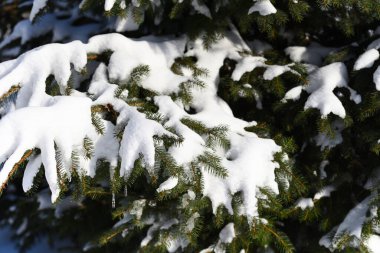 Kar fırtınasından sonra harika manzara kozalaklı ağaç.