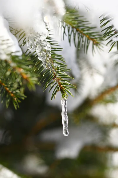 Melting Snow Spring Formed Icicle Coniferous Tree — Stock Photo, Image