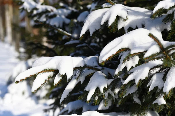 Wonderful View Conifer Tree Blizzard — Stock Photo, Image