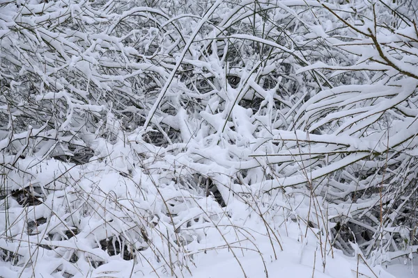 Snow Branches Blizzard — Stock Photo, Image