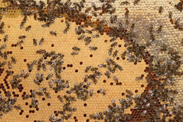 Пчелы Раме Мёдом Молодняком — стоковое фото