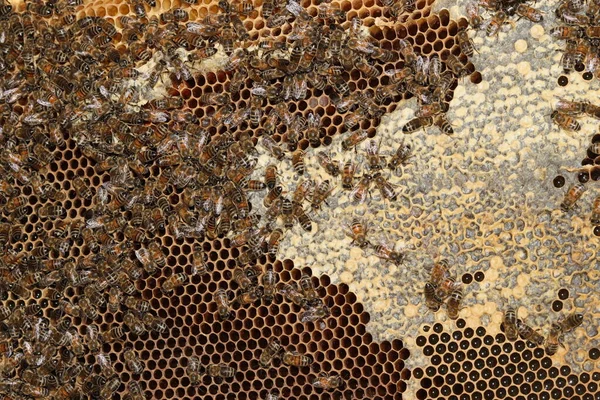 Plástve Včelami Pylem Medem Voštinové Pozadí Textury Obrázek Přírodní Pozadí — Stock fotografie
