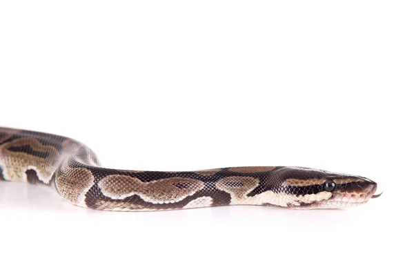 Serpiente aislada en blanco — Foto de Stock