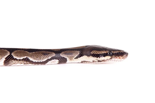 Wąż na białym tle w kolorze białym — Zdjęcie stockowe