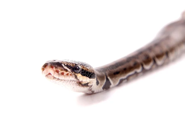 Serpiente aislada en blanco — Foto de Stock