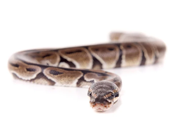 Cobra isolada em branco — Fotografia de Stock