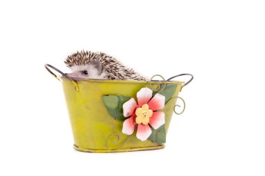 Kirpi beyaz arka planda izole