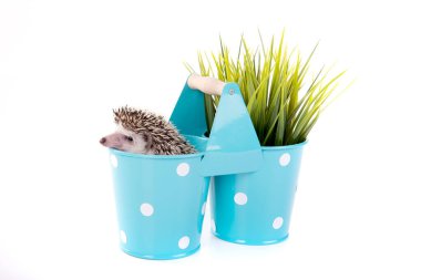 Kirpi beyaz arka planda izole