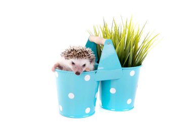 Kirpi beyaz arka planda izole