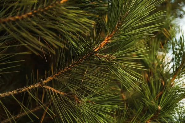 Pine Branches Selective Focus Close — Stock Photo, Image