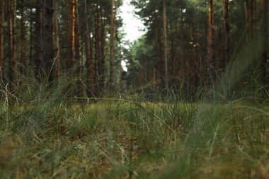 Çam ormanı Parlak bir günde
