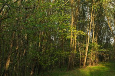 Muhteşem bir sonbahar güneşli bir günde Güzel bir orman