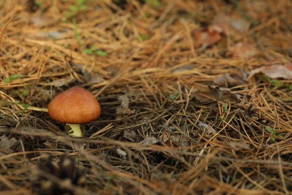 草の中の新鮮な森キノコ テキストのためのスペース — ストック写真
