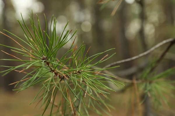 Pine Tree Branches Close Selective Focus — Stock Photo, Image