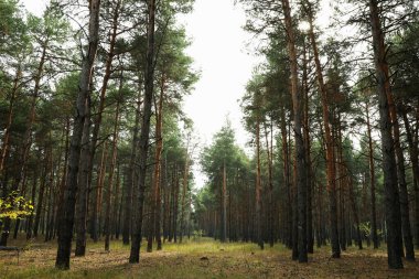 Çam ormanı Parlak bir günde
