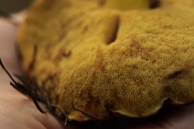 Taze orman mantarı, yakın çekim ve seçici odaklanma