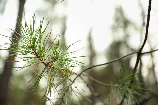 Pine Tree Branches Close Selective Focus — Stock Photo, Image