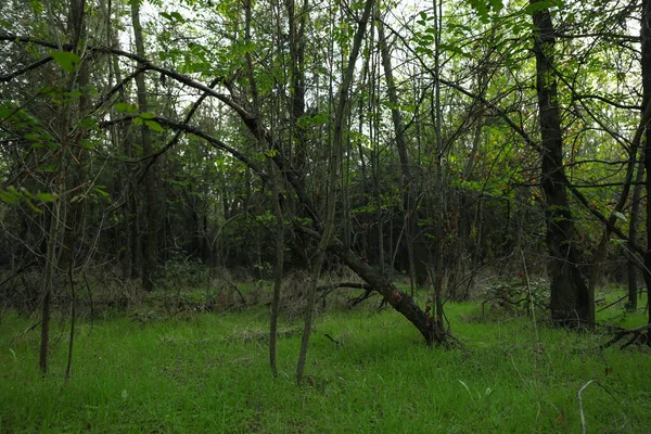 Bosque Con Hojas Verdes Frescas Hierba —  Fotos de Stock