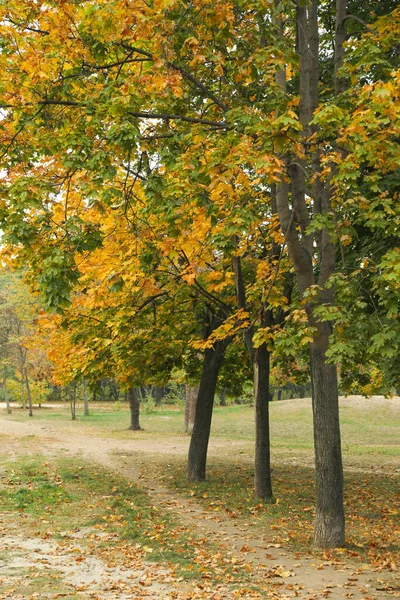 Beau Parc Automne Avec Des Arbres Aux Feuilles Jaunes — Photo