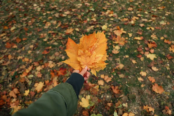 Weibliche Hand Hält Gelbe Blätter Auf Herbstlichem Parkhintergrund — Stockfoto