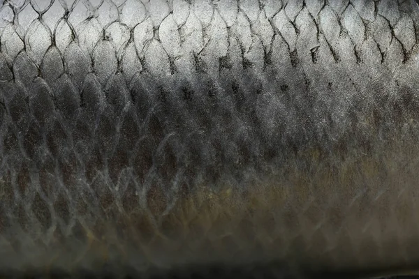 Fondo Textura Pescado Arenque Fresco Primer Plano —  Fotos de Stock