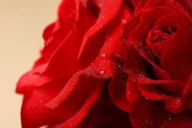 Çiyli güzel kırmızı güller, yakın