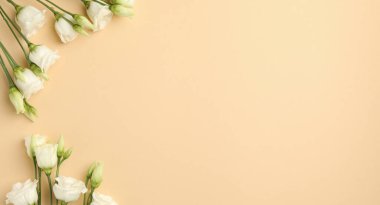 Bej arkaplanda güzel beyaz güller, metin için boşluk