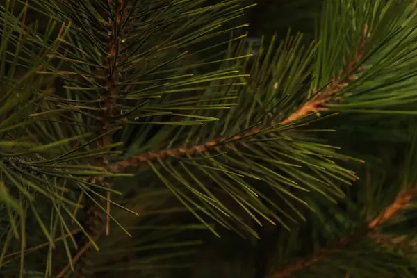 Pine Branches Selective Focus Close — Stock Photo, Image