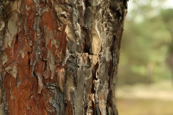 松の木の樹皮 テキストと選択的フォーカスのためのスペース — ストック写真