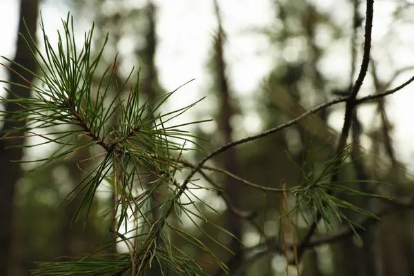 Pine Tree Branches Close Selective Focus — Stock Photo, Image